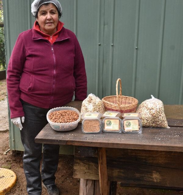 LAS MAS RICAS AVELLANAS DE «PICHIHUENOCOLLE», DE PURÉN